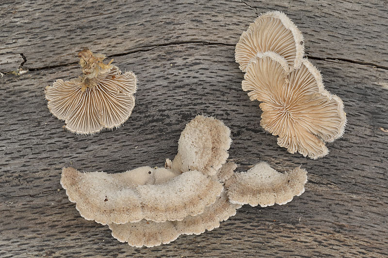 Schizophyllum commune